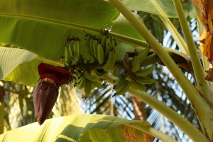 Banane u fazi sazrevanja